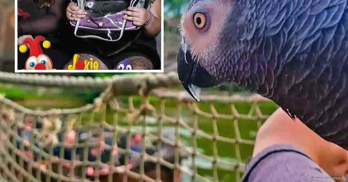 Papegaai mee naar de Efteling, maar wat doet dat met zo’n vogel? ‘Dat kan stressvol en spannend zijn’