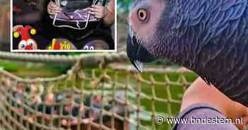 Papegaai mee naar de Efteling, maar wat doet dat met zo’n vogel? ‘Dat kan stressvol en spannend zijn’