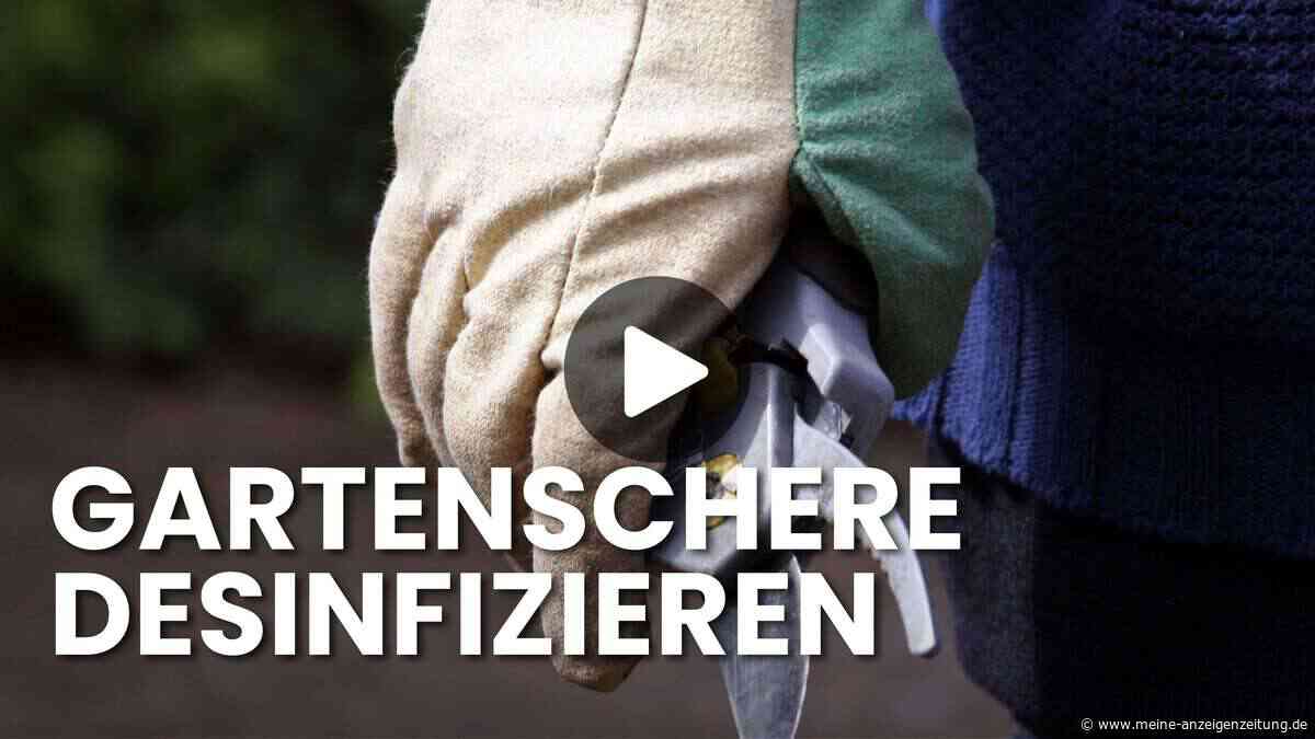 Gartenschere pflegen wie ein Profi: Drei Schritte, die den Unterschied machen