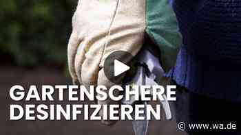Gartenschere pflegen wie ein Profi: Drei Schritte, die den Unterschied machen