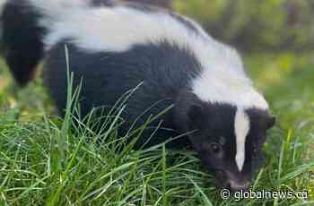 Skunk rabies case prompts public warning in B.C. Interior