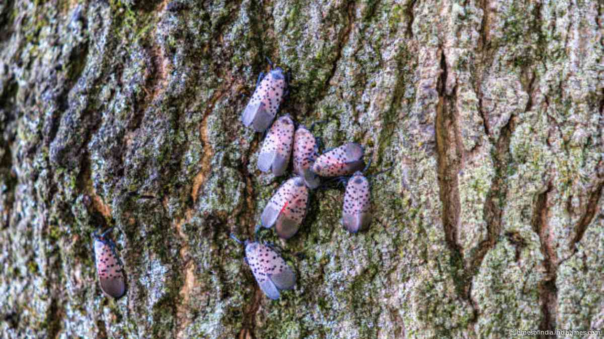 Canada confirms first spotted lanternfly in Windsor, after invasive insect spreads across 18 US states