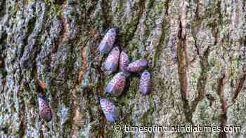 Canada confirms first spotted lanternfly in Windsor, after invasive insect spreads across 18 US states