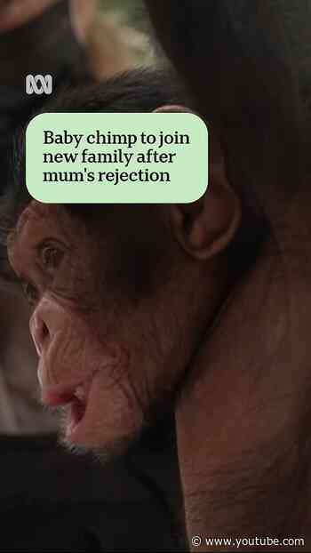 Baby chimp to join new family after mum's rejection | ABC NEWS