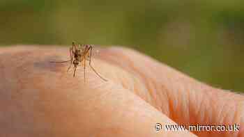 British tourist claims holiday 'ruined' and asks hotel for refund after mosquito bites in Crete