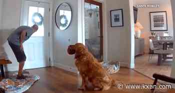 'Guard dog' greets suspected burglar with a toy