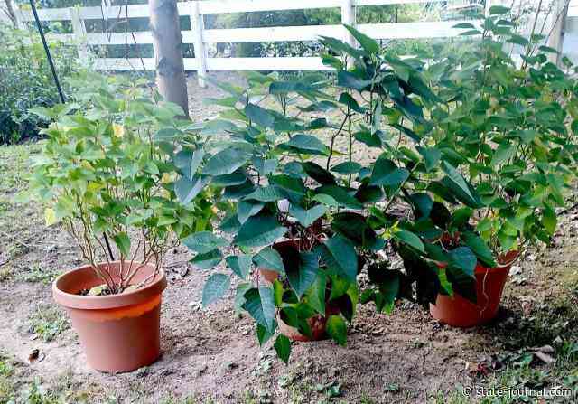 Planting by the signs ….and other things: Time to plan to bring favorite plants in for winter