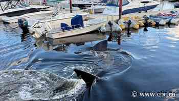 ‘Holy moly!’: Rare shark visit to Nova Scotia's Bedford Basin inspires shock and awe