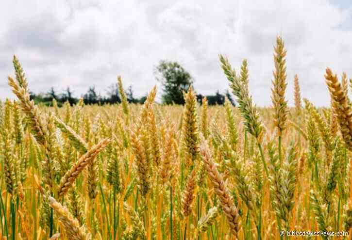 Alertaron que cortes eléctricos de hasta siete horas afectan al 90% de las industrias de cereales en Guárico