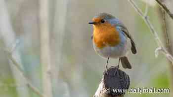 Not so reliant, Robins: Britons may see fewer redbreasts this Christmas as the long, hot summer has left them 'drought-exhausted'