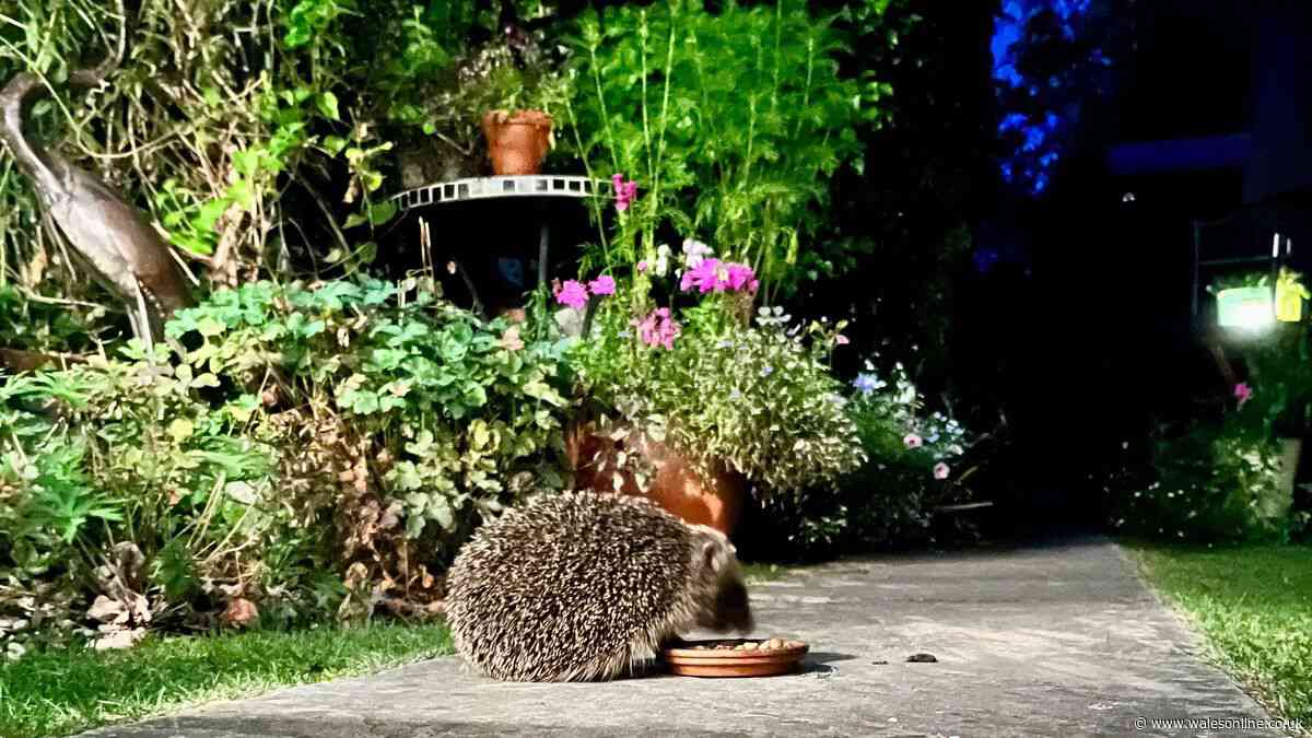 Attract hedgehogs to your garden this autumn by placing simple item outside – not food or water