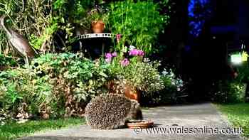 Attract hedgehogs to your garden this autumn by placing simple item outside – not food or water