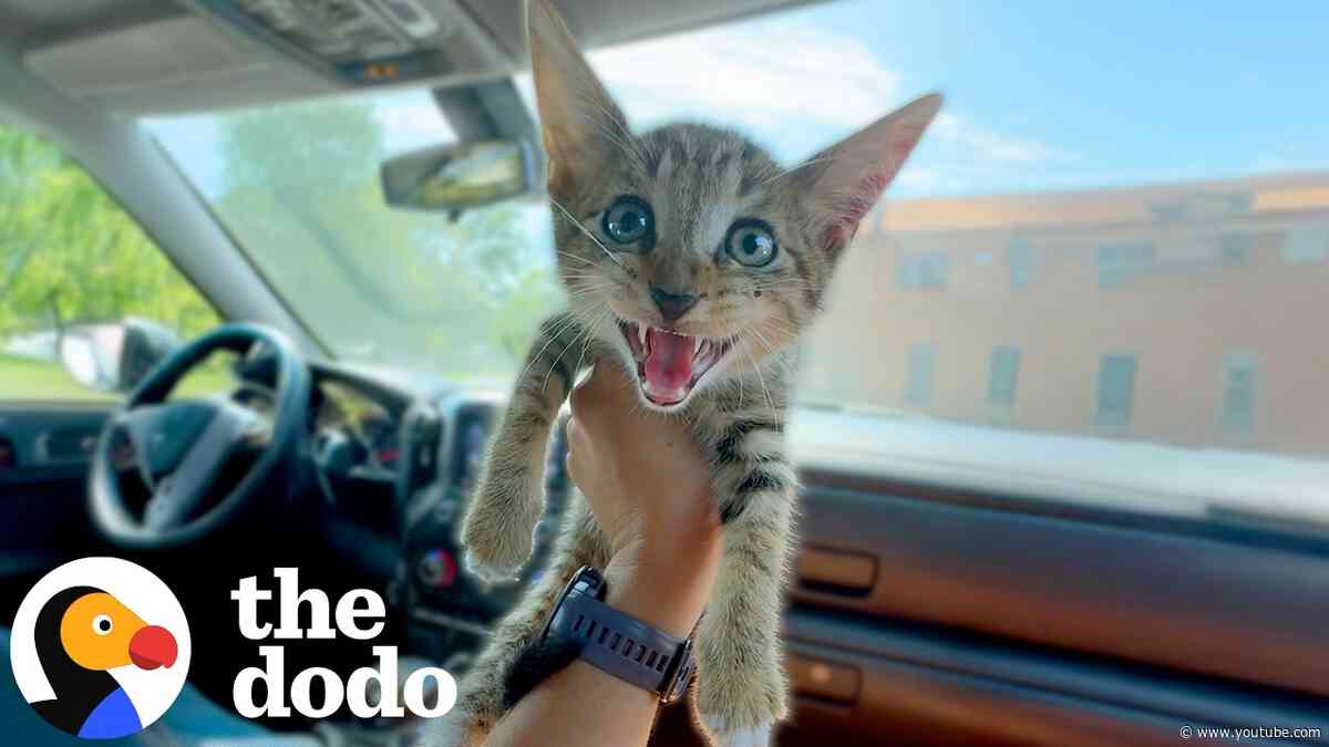 Woman Who Never Liked Cats Adopts One And Completely Changes Her Mind | The Dodo