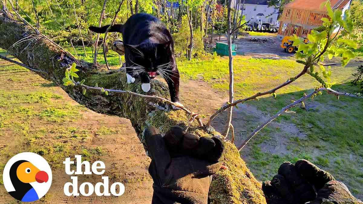 Family Waits Below To Catch Their Cat From Tall Tree | The Dodo