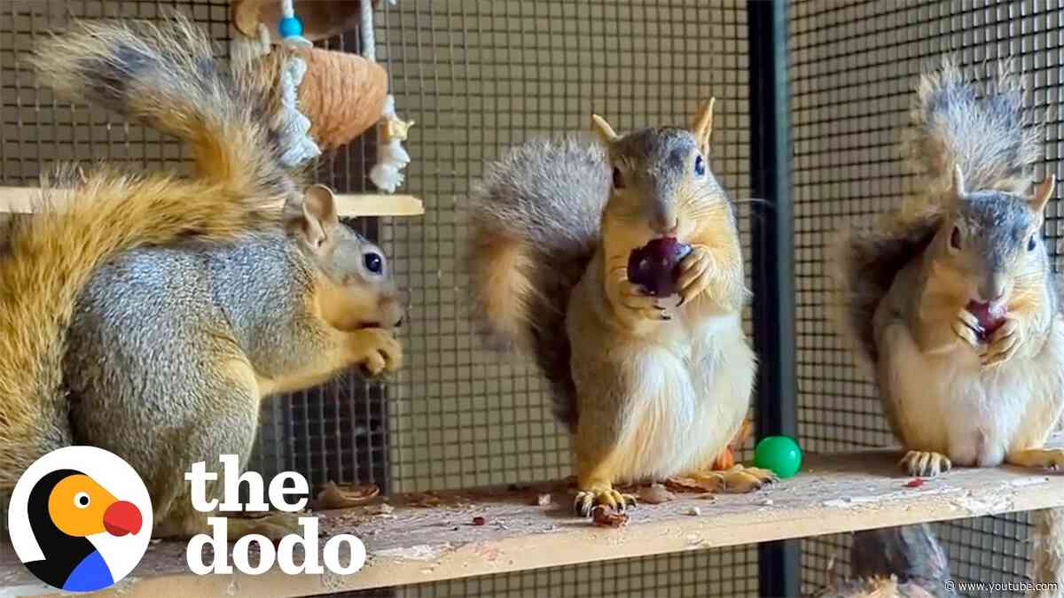 Wild Squirrel Keeps Coming Back To Woman’s House To Have Her Babies | The Dodo