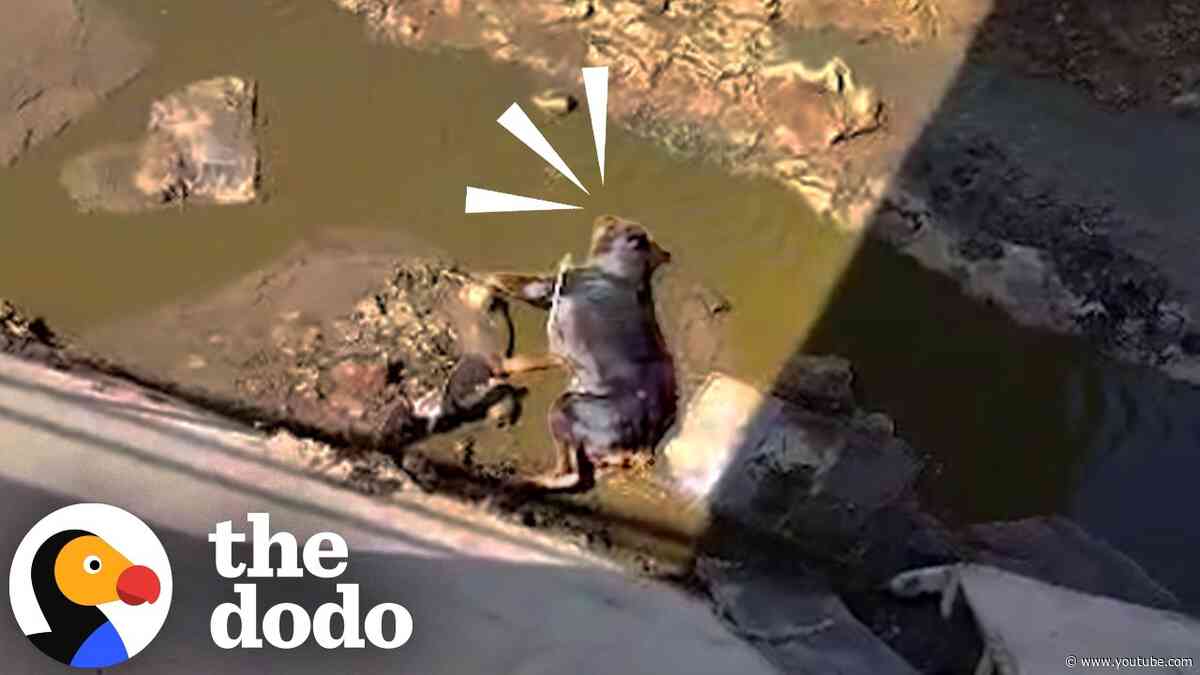 Dog Dumped In A Canal Can’t Stop Giving Everyone Kisses | The Dodo