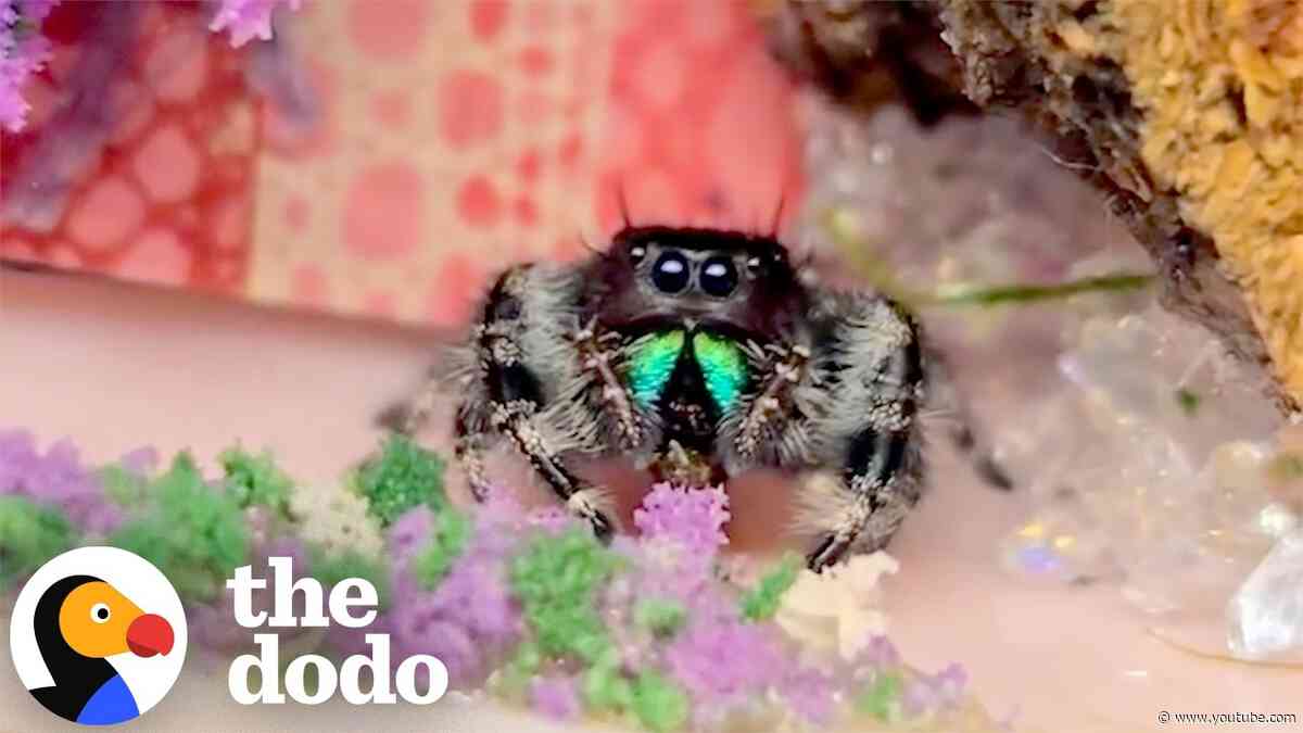 Woman Faces Her Fear Of Spiders And Builds Them Tiny Worlds | The Dodo