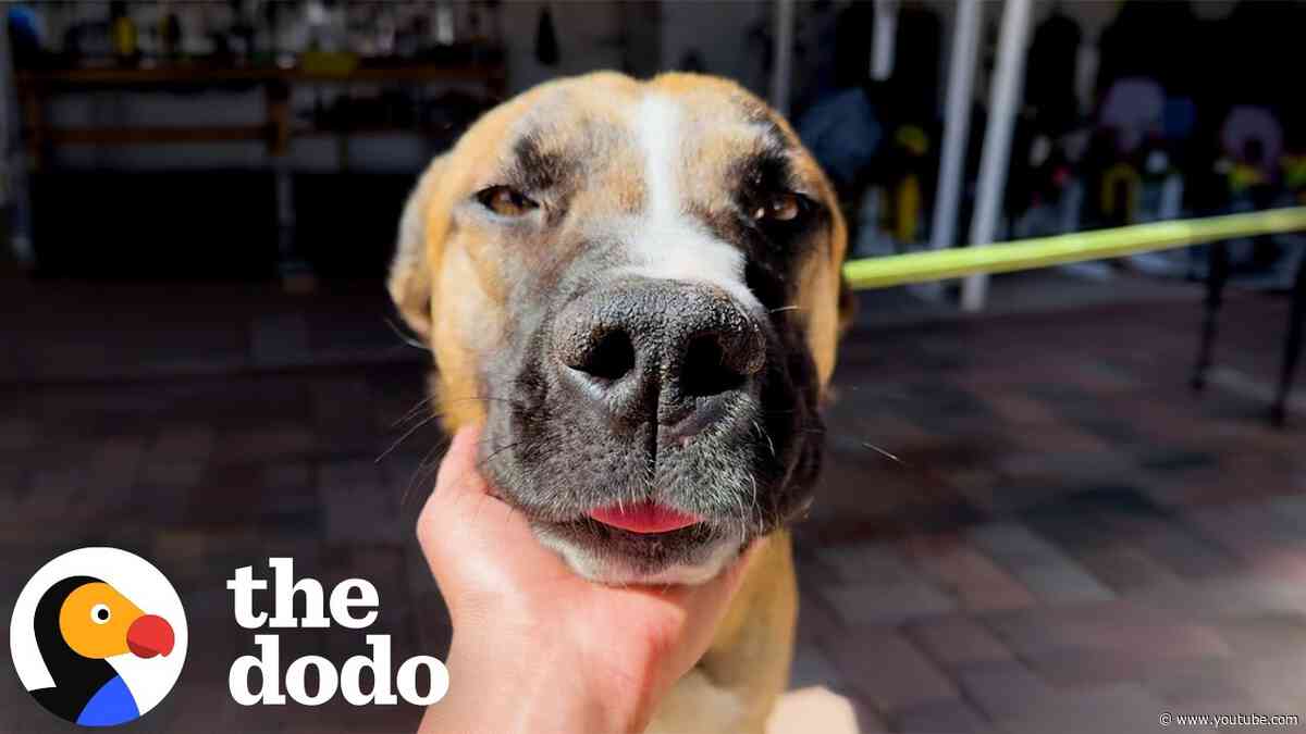 Woman Sees Nextdoor Post About Dog Who’d “Given Up” And Rushes To Help | The Dodo