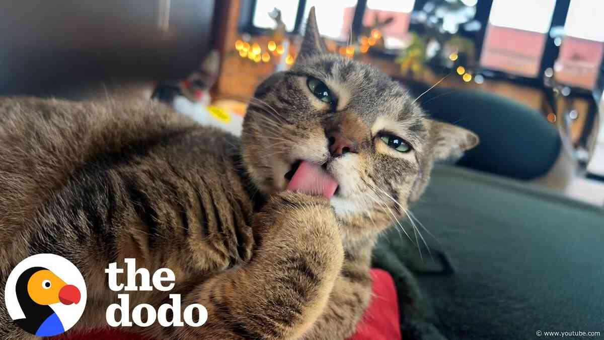Cat Fakes A Limp Whenever She Wants Attention | The Dodo