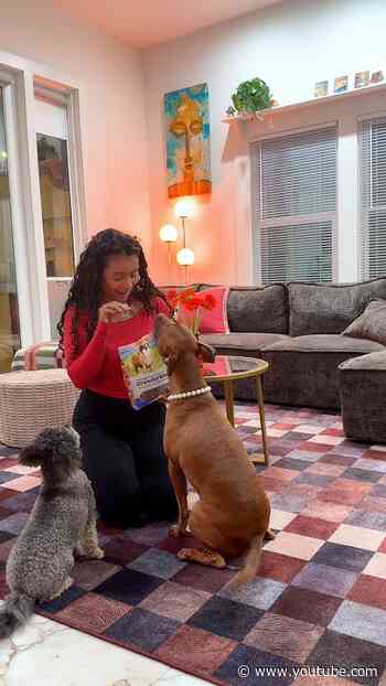 Dogs Earn A Special Treat For Helping Foster Kittens | The Dodo