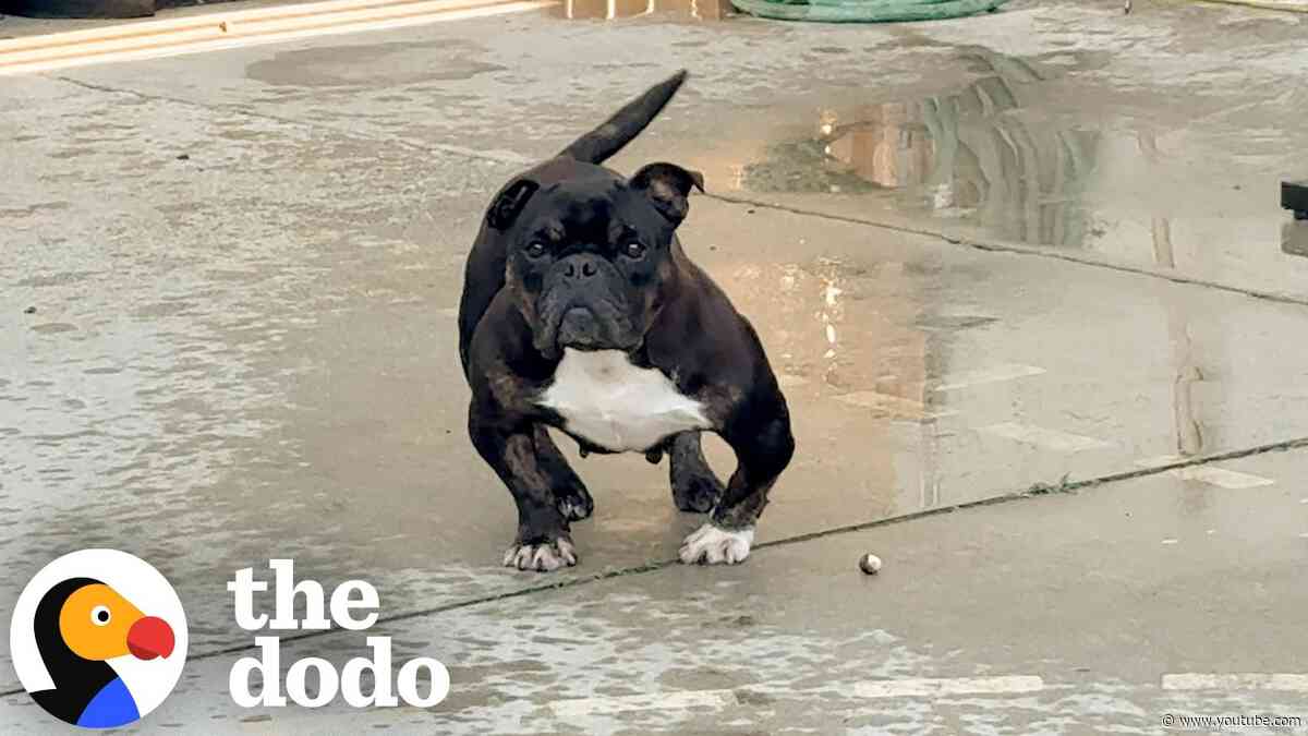 Overbred Bully Mix Spent Years In Pain Until Everything Changed | The Dodo