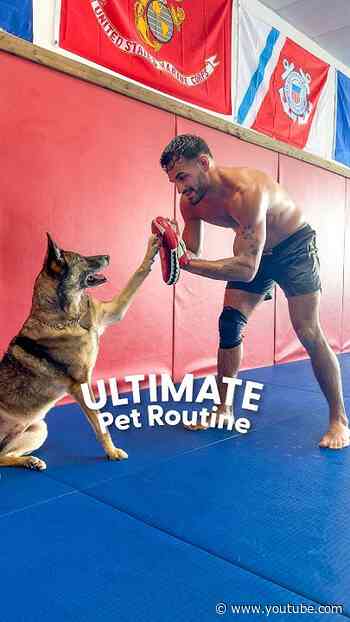 Veteran Brings His Retired Army Dog To Every MMA Training Session | The Dodo