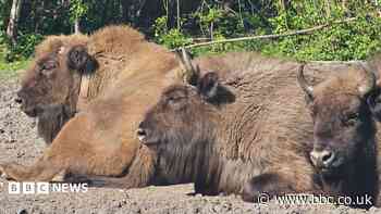 Bridges open up woodland to roaming bison