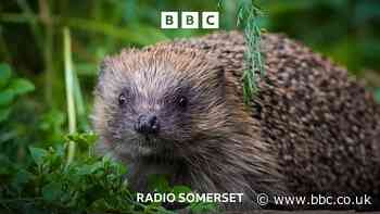A tough Summer for hedgehogs
