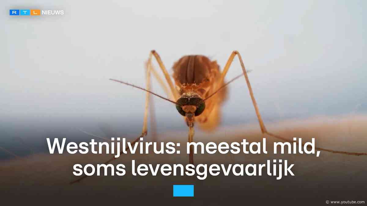 Hoe groot is het risico dat je besmet raakt met het westnijlvirus? | RTL Nieuws