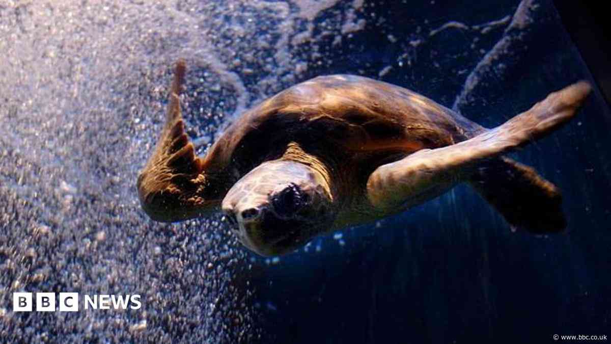 Rescued loggerhead turtle 'loved by generations'