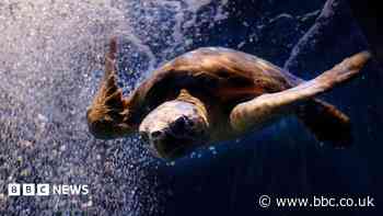 Rescued loggerhead turtle 'loved by generations'