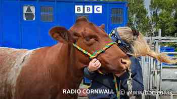 Why does this cow need a wedding dress?