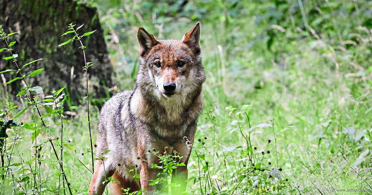 Hier lebt ein Raubtier: Erlangen-Höchstadt ist Wolfsterritorium