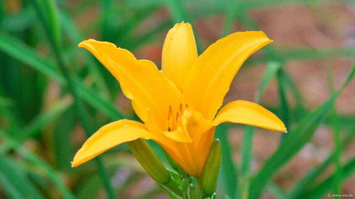 Von Frühling bis Herbst: 12 winterharte gelbe Stauden-Klassiker