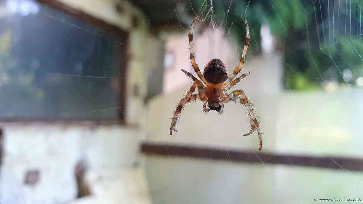 I asked experts how to keep spiders out of your home and they recommended the same thing