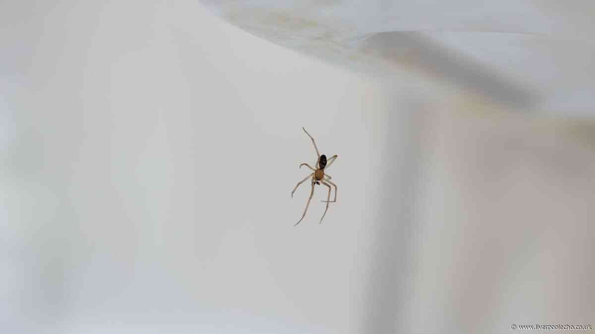 I asked experts how to deter spiders from your home — their advice was clear
