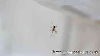 I asked experts how to deter spiders from your home — their advice was clear