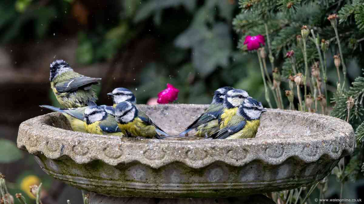 Keep one fruit outside to attract birds to your garden all autumn