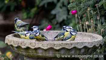Keep one fruit outside to attract birds to your garden all autumn