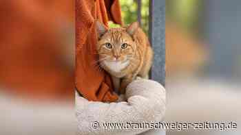 Kater Vexel aus Salzgitter steckt seine Nase gerne in alle Angelegenheiten
