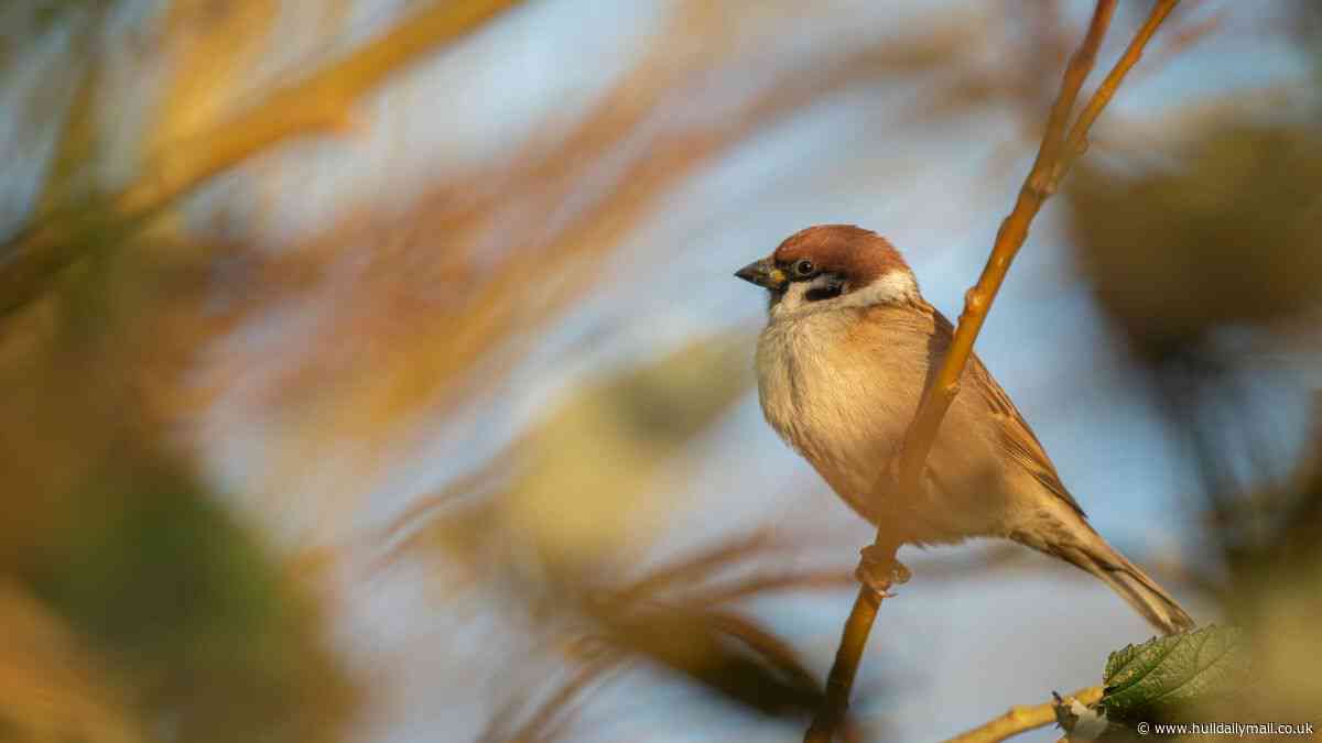 Tree sparrows seeing 'catastrophic declines' are thriving at Bempton Cliffs