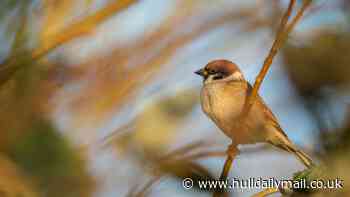 Tree sparrows seeing 'catastrophic declines' are thriving at Bempton Cliffs