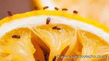 Fruit flies will vanish from kitchen if you carry out 5 crucial steps in September