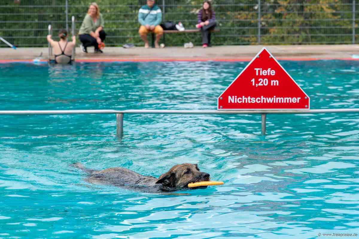 Mehr als 100 Gäste beim Hunde-Badetag in Penig