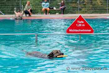Mehr als 100 Gäste beim Hunde-Badetag in Penig