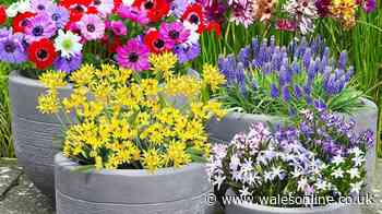 The best bulbs to plant in autumn for an impressive spring display next year