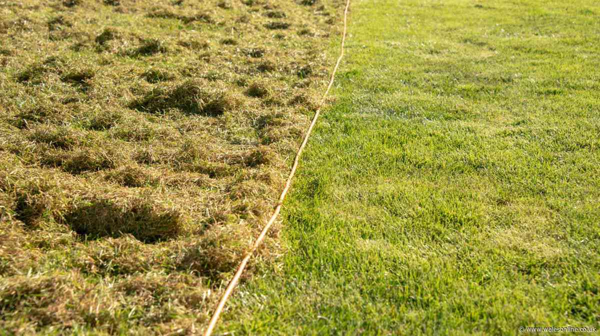 Gardeners urged to follow '£1 coin' trick for 'greener' and 'fuller' lawns