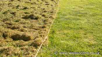 Gardeners urged to follow '£1 coin' trick for 'greener' and 'fuller' lawns
