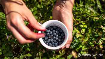 Endlich die einfache Antwort auf: Sind Heidelbeeren und Blaubeeren das Gleiche?
