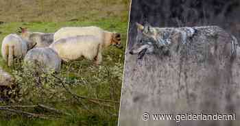 Provincie grijpt niet in tegen lokkooi met levende schapen om wolf te vangen